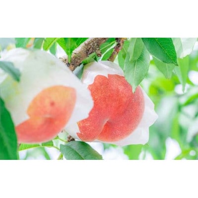 《2025年 先行受付》 農家自慢の柔らかくなる桃 約2kg(5～10玉)