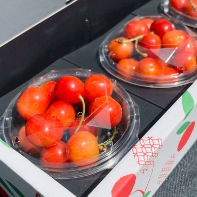 【2026年6月～7月】発送予定農園から直送 山形県産さくらんぼ紅秀峰300g ギフトに☆ 数量限定