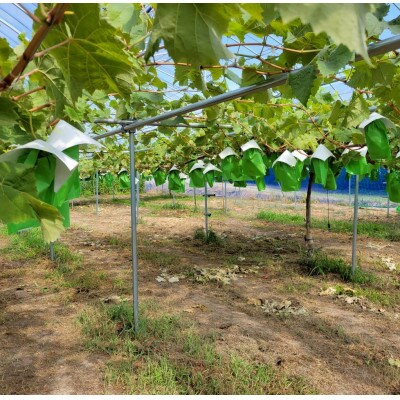 【数量限定】農園から直送!農家の先生が作るシャインマスカット1房(700～900g)
