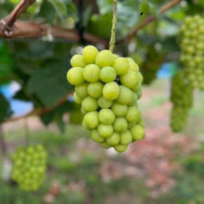 【数量限定】農園から直送!農家の先生が作るシャインマスカット1房(700～900g)