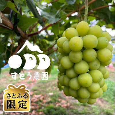 【さとふる限定】【数量限定】農家の先生が作るシャインマスカット(1.6kg)