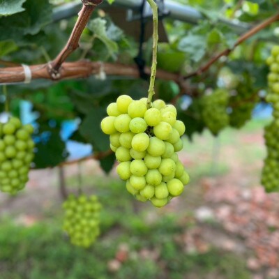 【さとふる限定】【数量限定】農家の先生が作るシャインマスカット(1.6kg)