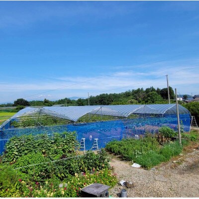 【さとふる限定】【数量限定】農家の先生が作るシャインマスカット(1.6kg)
