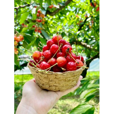 【2026年6月中旬より発送予定】農園から直送 山形県産さくらんぼ佐藤錦300g 数量限定