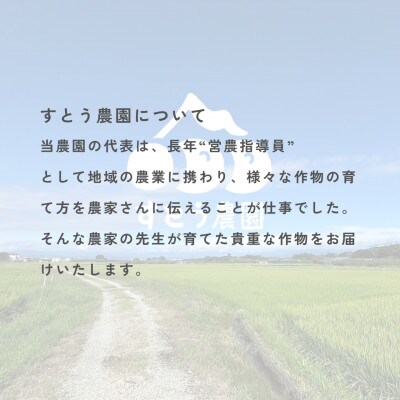【2026年6月中旬より発送予定】農園から直送 山形県産さくらんぼ佐藤錦300g 数量限定