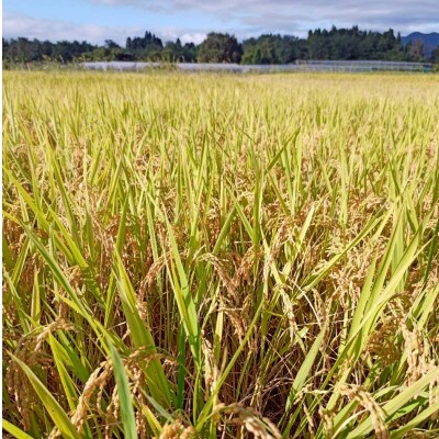 【新米を玄米でお届け】〔令和8年産〕農家の先生が作る特別栽培米山形県産つや姫30kg(数量限定)