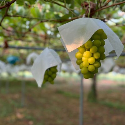 【発送月固定定期便】【数量限定】農園から朝採れを直送、季節の果物定期便全3回