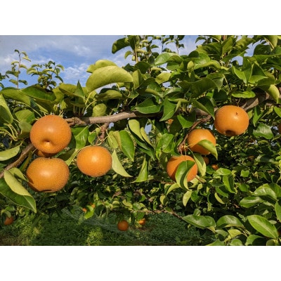 令和8年産　農家直送「和梨」贈答用2kg【離島配送不可】