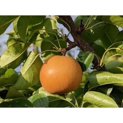 令和8年産　先行受付　農家直送「和梨　家庭用」3kg【離島配送不可】