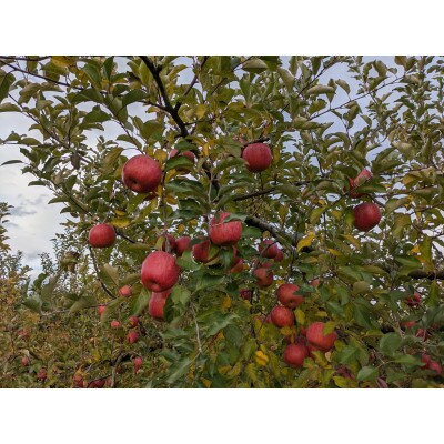 令和7年産「サンふじ」100%ジュース　600ml×6本