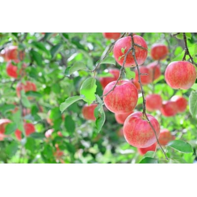 【さとふる限定】りんごジュース 1L×4本