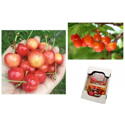 【発送月固定定期便】山形県人気フルーツ5種全5回