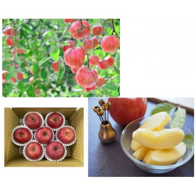 【発送月固定定期便】山形県人気フルーツ5種全5回