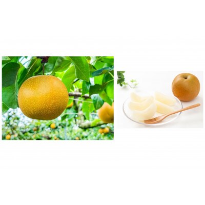 【発送月固定定期便】山形県人気フルーツ5種全5回