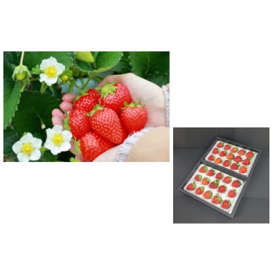 【発送月固定定期便】「いちご」から始まるフルーツ4種便B 全4回