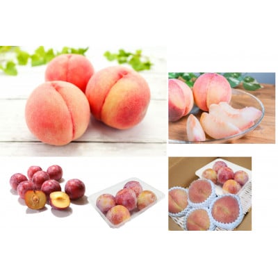 【発送月固定定期便】山形魅力果実便全6回