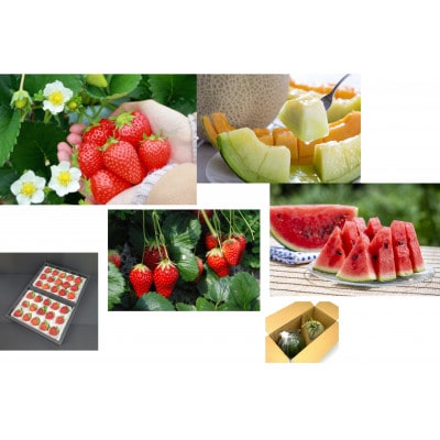 【発送月固定定期便】10種のフルーツ山形満喫便全6回