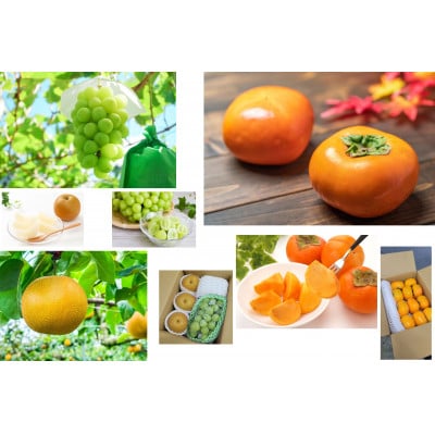 【発送月固定定期便】10種のフルーツ山形満喫便全6回