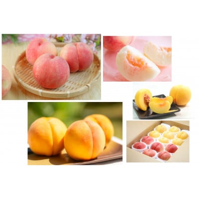 【発送月固定定期便】10種のフルーツ山形満喫便全6回