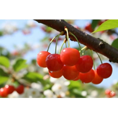 山形県産　佐藤錦　Lサイズ　秀品　1kg並び詰め