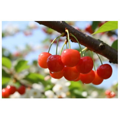 山形県産　佐藤錦　Lサイズ　秀品　1kgバラ詰め