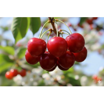 山形県産　紅秀峰　Lサイズ　秀品　1kgバラ詰め