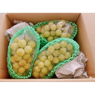 ご家庭用(訳あり)シャインマスカット 3kg(3～10房)