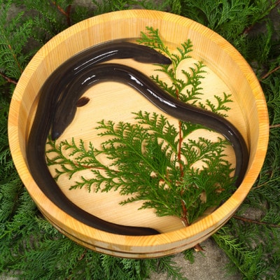 【吉田町産】静岡うなぎ漁協 うなぎ蒲焼セット カット8パック 国産 静岡県産