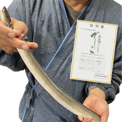 ブランド鰻【でしこ】×ヤママツ村田商店　蒲焼4串(大鰻2尾)　総量約440g