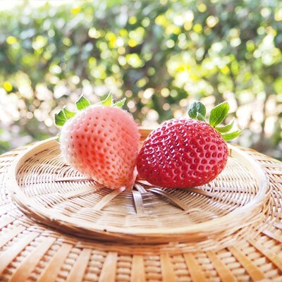 雲仙いちごの赤桃セット 恋みのり 雲仙の花ぼうろ 4パック 11月下旬頃より順次発送 お礼品詳細 ふるさと納税なら さとふる