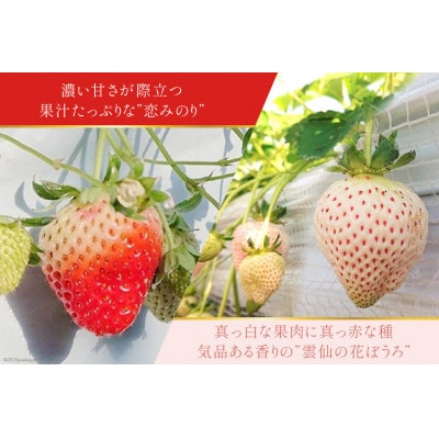雲仙いちご紅白セット「恋みのり」「雲仙の花ぼうろ」200g×4パック【12月下旬頃より順次発送】