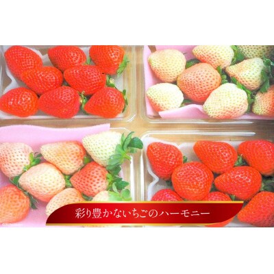 雲仙いちご紅白セット「恋みのり」「雲仙の花ぼうろ」200g×4パック【12月下旬頃より順次発送】