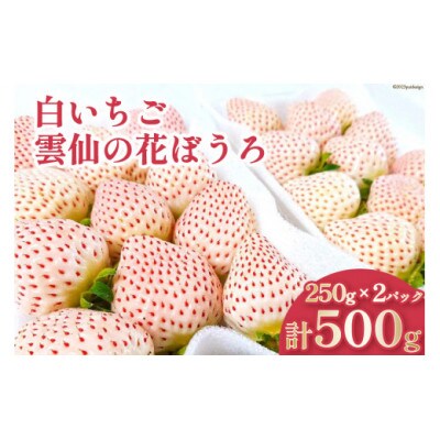 白いちご 「雲仙の花ぼうろ」 250g×2パック【12月下旬頃より順次発送】