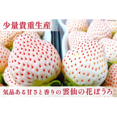 白いちご 「雲仙の花ぼうろ」 250g×2パック【12月下旬頃より順次発送】