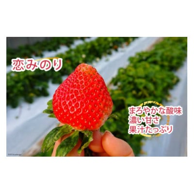 厳選 赤いちご 「恋みのり」 250g×2パック