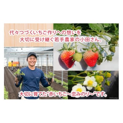 厳選 赤いちご 「恋みのり」 250g×2パック