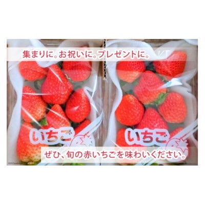 厳選 赤いちご 「恋みのり」 250g×2パック