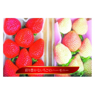 雲仙いちご紅白セット「恋みのり」「雲仙の花ぼうろ」250g×2パック【12月下旬頃より順次発送】