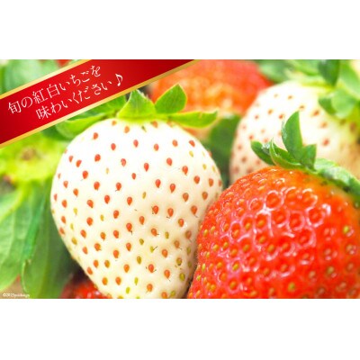雲仙いちご紅白セット「恋みのり」「雲仙の花ぼうろ」250g×2パック【12月下旬頃より順次発送】