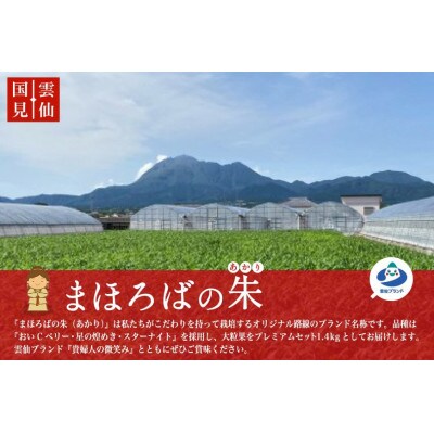 雲仙くにみ苺 まほろばの朱(アカリ) プレミアムセット1.4kg