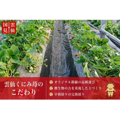 雲仙くにみ苺 まほろばの朱(アカリ) プレミアムセット1.4kg