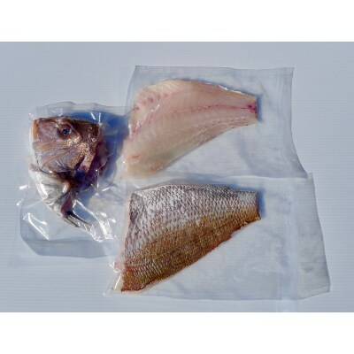 橘湾産養殖鯛 約1.2kg
