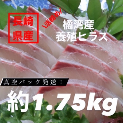 【長崎県産】橘湾養殖ヒラス(ヒラマサ) 片身 約1.75kg