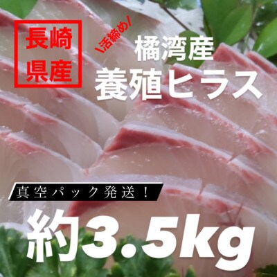 橘湾産養殖ヒラス(ヒラマサ) 1本 約3.5kg