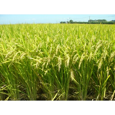 令和5年産　特別栽培米「ながさきにこまる」精米5kg