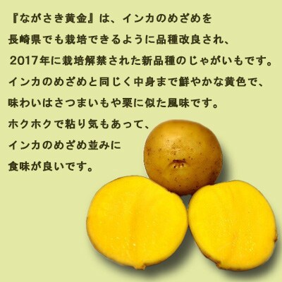 じゃがいも ながさき黄金 10kg ( 秋じゃがいも ) 南串ながさき黄金生産組合
