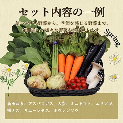 【毎月定期便】雲仙こだわり野菜セット 旬の定番野菜を7～8品目 詰め合わせ 全6回