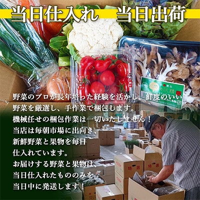 【発送月固定定期便】雲仙こだわり野菜セット 旬の定番野菜を7～8品目 詰め合わせ 【奇数月】全6回