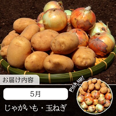 【発送月固定定期便】常備野菜セット じゃがいも 玉ねぎ 人参 かぼちゃ など 約5kg全6回