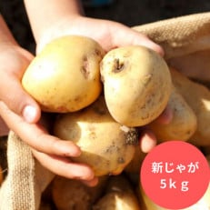 新じゃがいも 飛子の馬鈴薯 5kg(春じゃが)